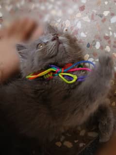 grey persian kitten 2 months old