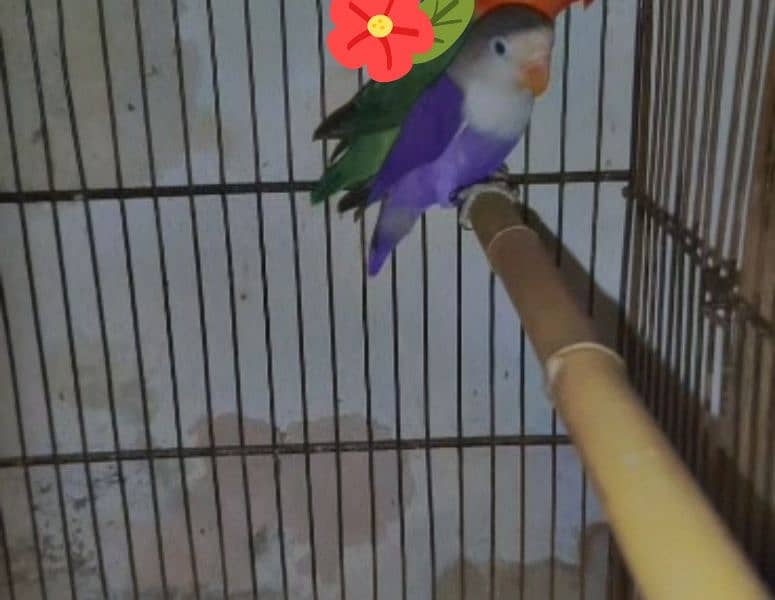 Violet Possible split palefellow pair Available for sale 2