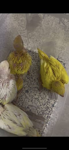 yellow ring neck fresh self chicks 18000/chick