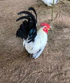 hen and cockerel urgent sale