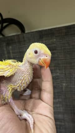 yellow parrot chicks