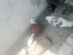 sherazi pigeon for sale