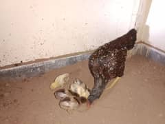 Aseel Murgi with 5 pure aseel chicks for sale