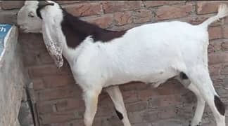 Beautiful  Bakra for qurbani 2025