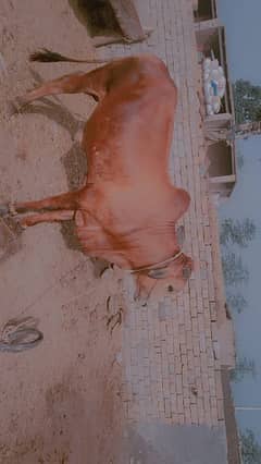 qubarni