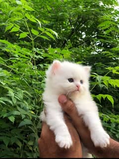 Persian kittens top class tetra coated