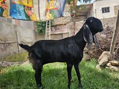 Fresh 8 dant betal Bakri