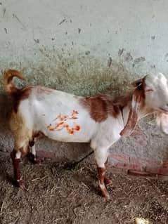 Muhammad Amir