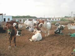RYK Cattle Farm
