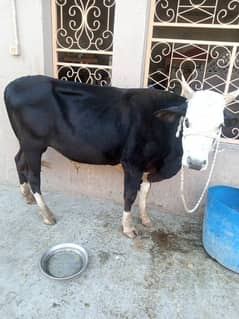 vacha Qurabani kiley