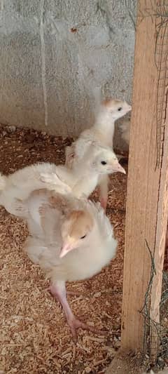 turkey chiks avilabel for sale breedar pair avilabel