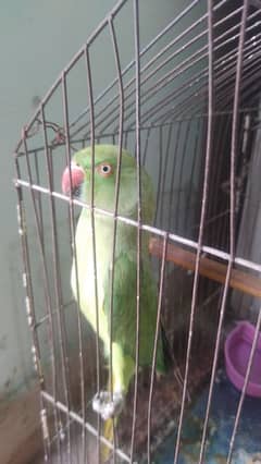 2parrot