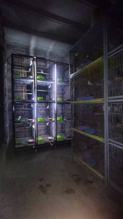 Birds cage