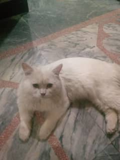 percian