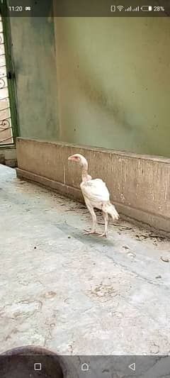Heera Aseel|Mianwali Aseel