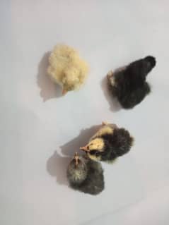 bantam chicks