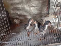Aseel chicks