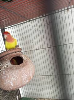 Breeding lutino lovebird pair