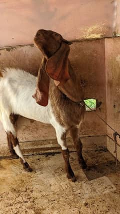 Bakra for Qurbani