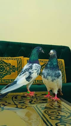 teddy pigeon for sale