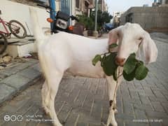 khassi bakra