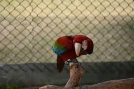 Green wing macaw pair