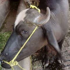 male buffalo qurbani ky liye
