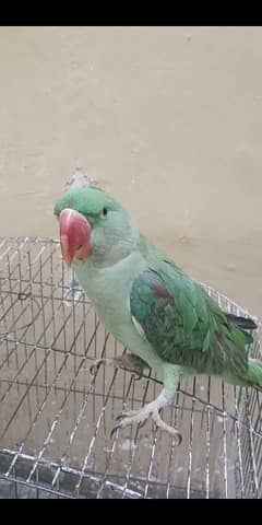 Raw parrot For Sale