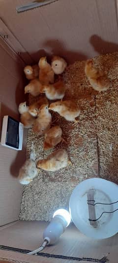 RIR Chicks (On Booking)