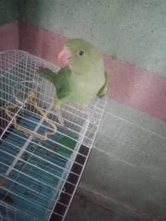 Male baby parrot for sale with cage