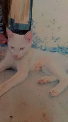 1 mother cat or 2 usky bachy hen