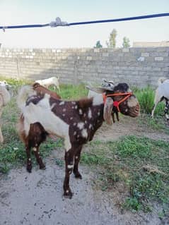 Eid