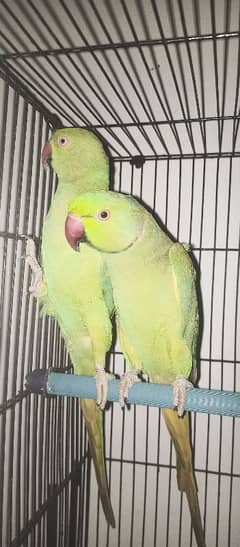 Ring Neck Parrot With Cage.
