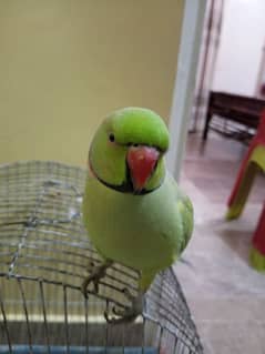 Ringneck Talking Parrot