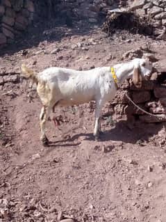 Bakri for sale urgent