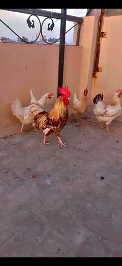 desi murga and hens
