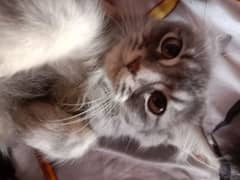 Simba male kitten