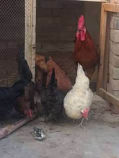 Golden Micri + Desi Hens