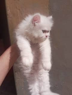 Persian cat kitten