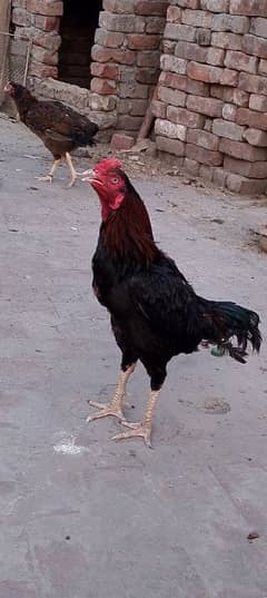 Aseel lasani murga Hor do female pure aseel