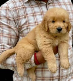 Golden