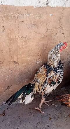 1 Aseel murga or 3 Aseel madia 2 black chuzay