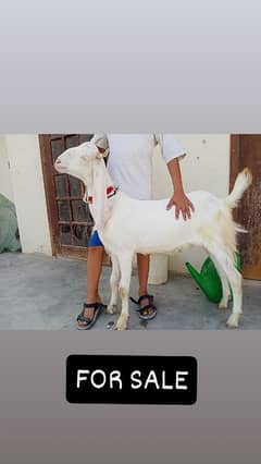 Gulabi baqra