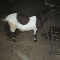 2 daat ma Bakra h ghr k pal hua h