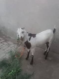 cross bakra
