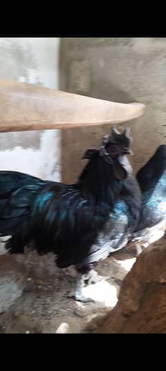 Ayam cimani grey toung