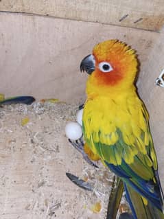 Sun Conure Breeder Pair High Red Factor