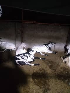 goats for qurbani