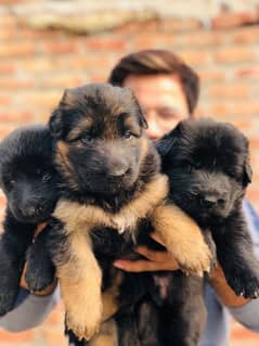 High Quality GSD puppies Available