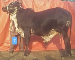 Bulls for Eid ul Azha 2025